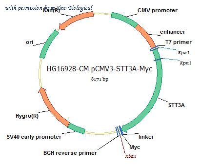 Sino Biological HG16928-CM image 1