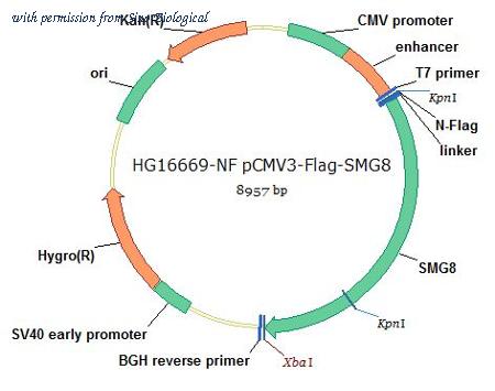Sino Biological HG16669-NF image 1