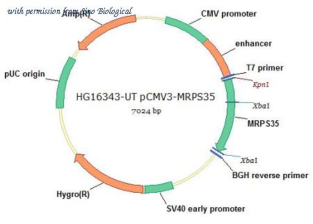 Sino Biological HG16343-UT image 1