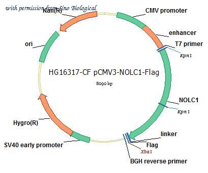 Sino Biological HG16317-CF image 1
