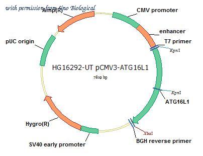 Sino Biological HG16292-UT image 1
