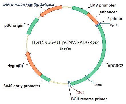 Sino Biological HG15966-UT image 1