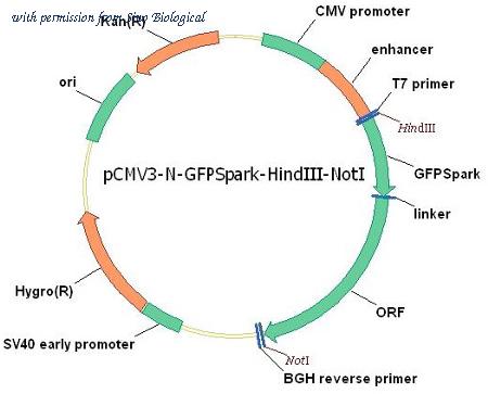 Sino Biological HG15951-ANG image 1