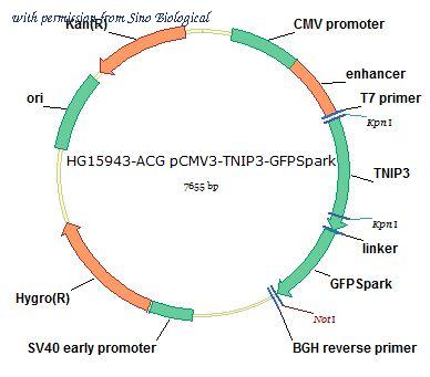 Sino Biological HG15943-ACG image 1