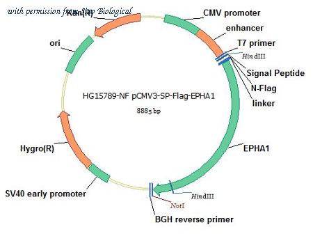 Sino Biological HG15789-NF image 1