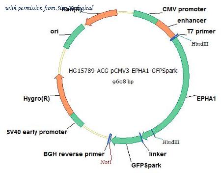 Sino Biological HG15789-ACG image 1