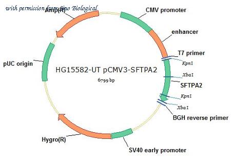 Sino Biological HG15582-UT image 1
