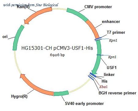 Sino Biological HG15301-CH image 1