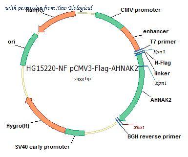 Sino Biological HG15220-NF image 1