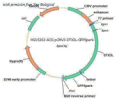 Sino Biological HG15202-ACG image 1