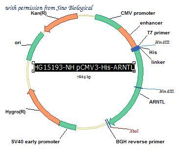 Sino Biological HG15193-NH image 1