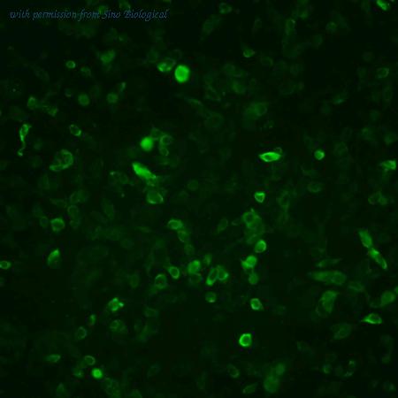 Sino Biological HG15101-CF image 1