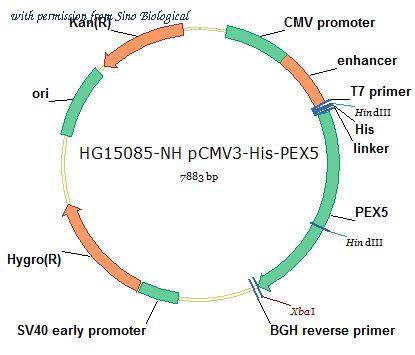 Sino Biological HG15085-NH image 1