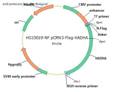 Sino Biological HG15019-NF image 1