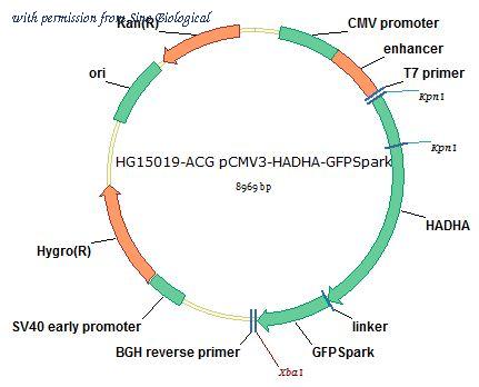Sino Biological HG15019-ACG image 1