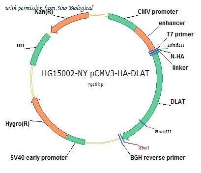 Sino Biological HG15002-NY image 1