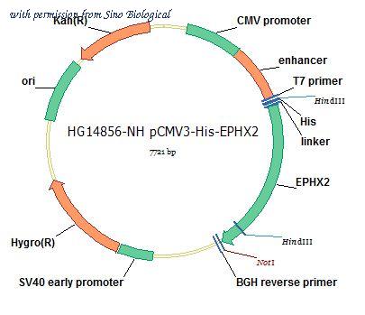Sino Biological HG14856-NH image 1