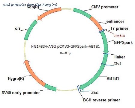 Sino Biological HG14834-ANG image 1