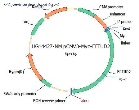 Sino Biological HG14427-NM image 1