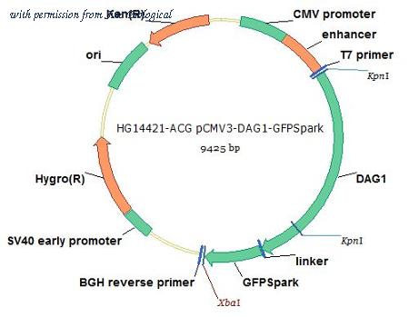 Sino Biological HG14421-ACG image 1