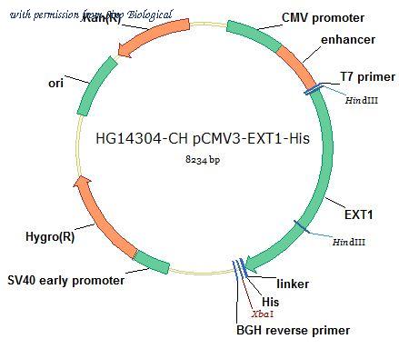 Sino Biological HG14304-CH image 1