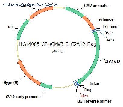 Sino Biological HG14085-CF image 1