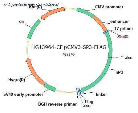 Sino Biological HG13964-CF image 1