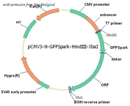 Sino Biological HG13836-ANG image 1