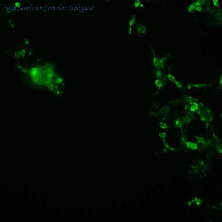 Sino Biological HG13833-CF image 1