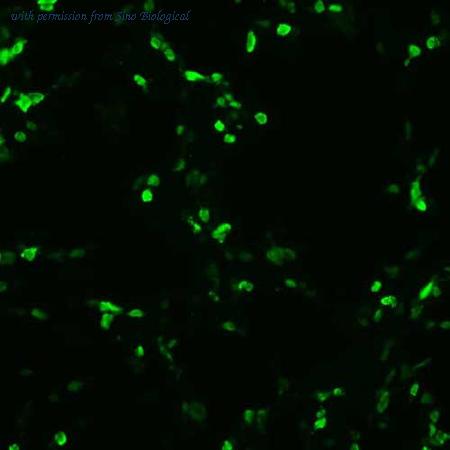 Sino Biological HG13824-CF image 1