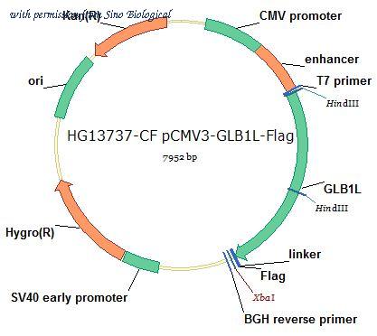 Sino Biological HG13737-CF image 1
