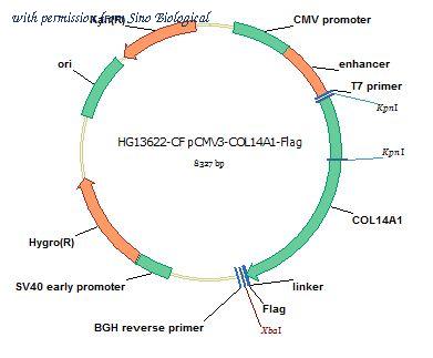Sino Biological HG13622-CF image 1