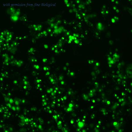 Sino Biological HG13606-ACG image 1