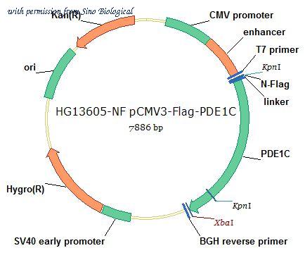 Sino Biological HG13605-NF image 1