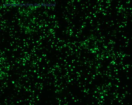 Sino Biological HG13555-ACG image 1