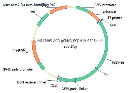 Sino Biological HG13405-ACG image 1