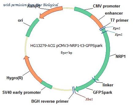 Sino Biological HG13279-ACG image 1