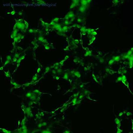 Sino Biological HG13267-CF image 1