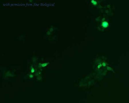 Sino Biological HG13235-ACG image 1