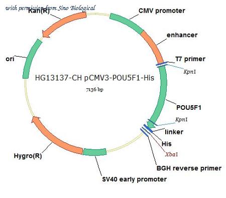 Sino Biological HG13137-CH image 1