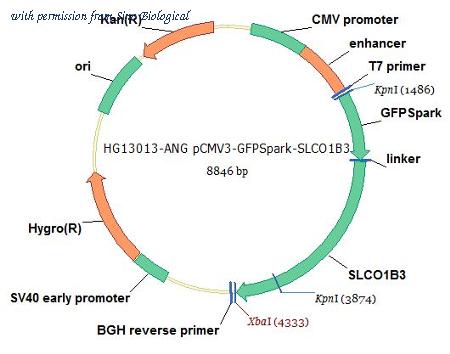 Sino Biological HG13013-ANG image 1