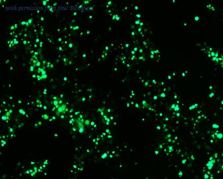 Sino Biological HG12323-ACG image 1