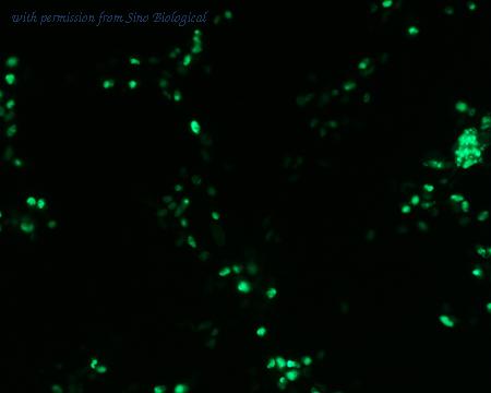 Sino Biological HG12282-ANG image 1