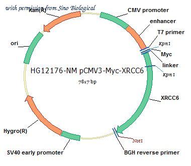 Sino Biological HG12176-NM image 1