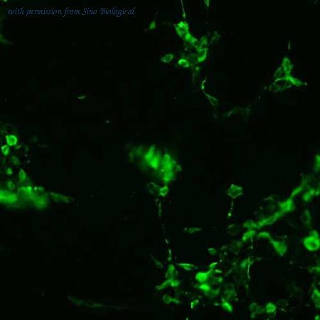 Sino Biological HG12160-CF image 1