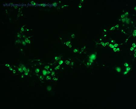 Sino Biological HG12149-CF image 1