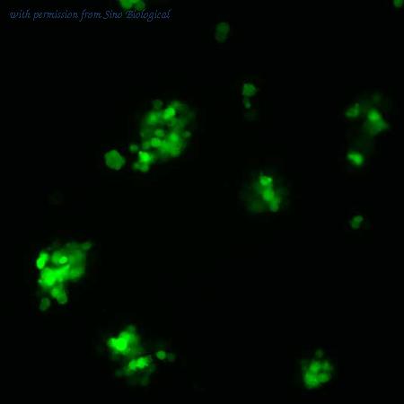Sino Biological HG12110-ACG image 1