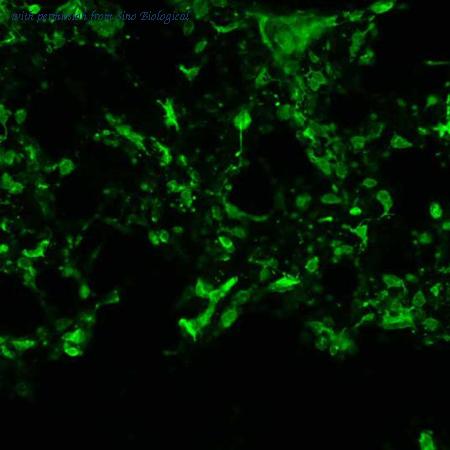 Sino Biological HG12102-CF image 1