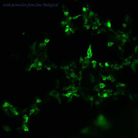 Sino Biological HG12045-CF image 1