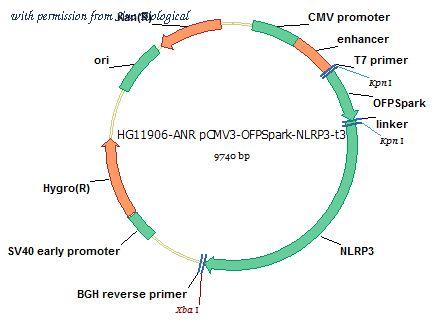Sino Biological HG11906-ANR image 1